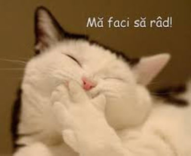  - pisici haioase