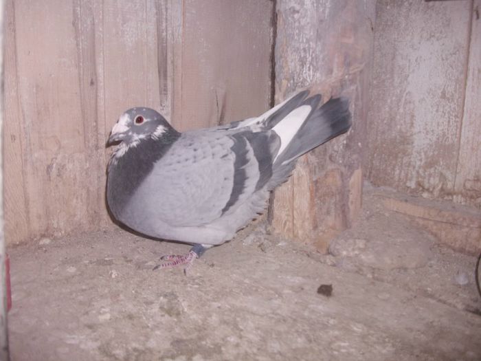 RO-0095154-2012; Norma la Maraton si AS Maraton Tineret
