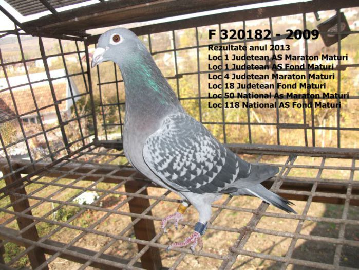 f-320182-2009 - Porumbei cu rezultate 2013