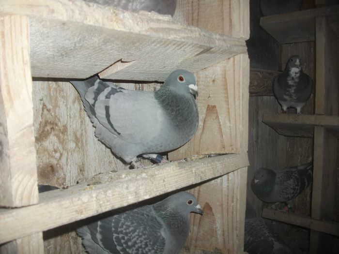 RO-0095196-2012; Norma la Maraton Tineret; AS Maraton Tineret;
