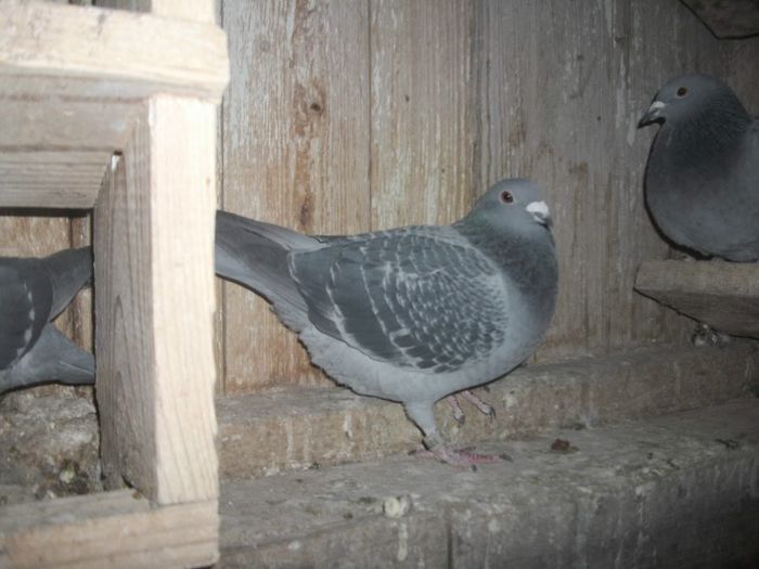 RO-0095151-2012; Norma la Fond Tineret si Maraton Tineret 2013
