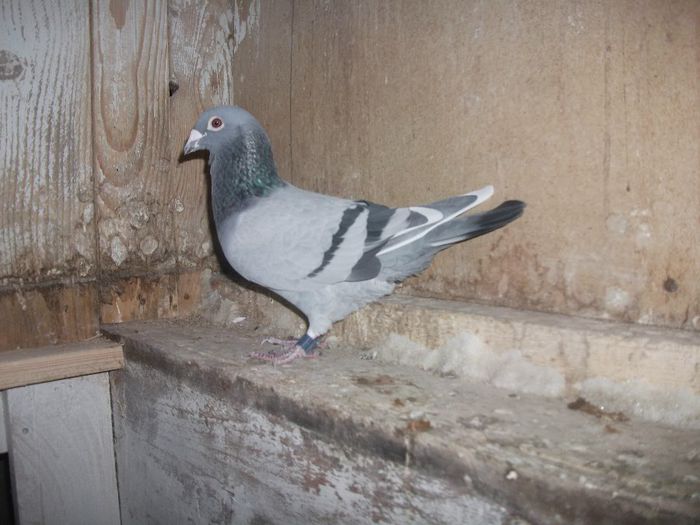 RO-00480094-2011; Clasat Gdansk National 2013- loc 40-99 pct. Centru Focsani
