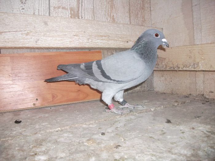 RO-1132741-2008; Locul 47 National Fond ;Maraton Tineret 2009;
Locul 1 Judetan Maraton Tineret 2009;
Locul 1 Judetan Maraton Palmares 2010;
Participare la Gdansk seminational 2013- loc 23- 56 pct. centru Focsani
