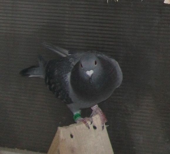 RO-00480397-2010; Norma Fond Maturi si Maraton Maturi
