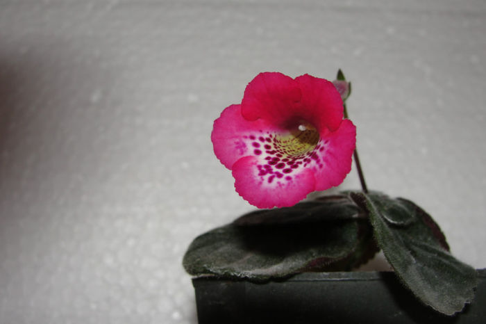 SRG's Red Feather
