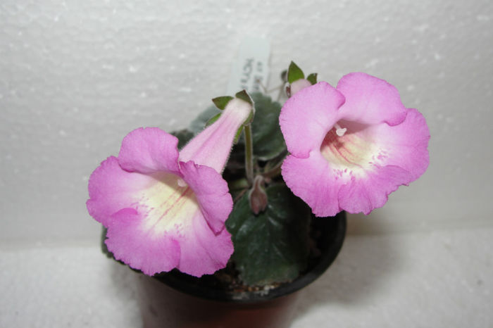 HCY's Persephona