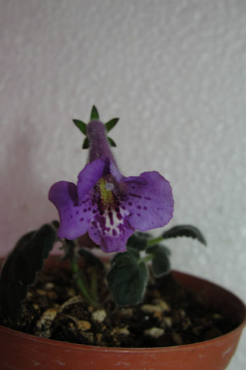 SRG's Blue Eruption