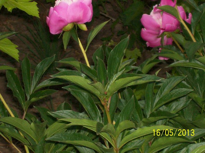 FILE261 - DIN GRADINA MEA DE VISSSSSSSSSSS