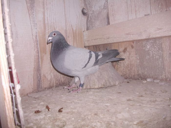 RO-00951985-2012; Norma la Maraton Tineret si AS Maraton Tineret
