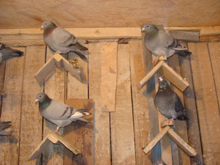 DSC05417 - poze porumbei 2014