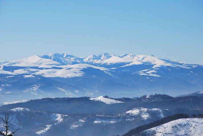 DSC_0360 - Muntii Parang iarna