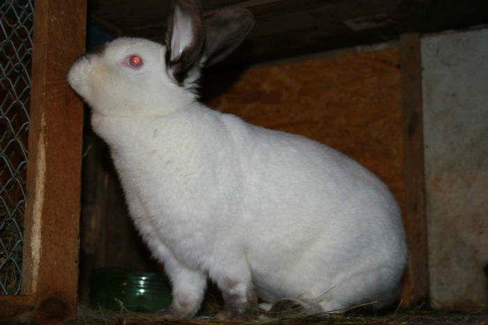 F2 GESTANTA A DOUA OARA