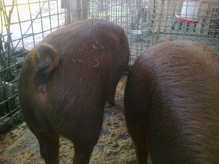 PORCI DUROC