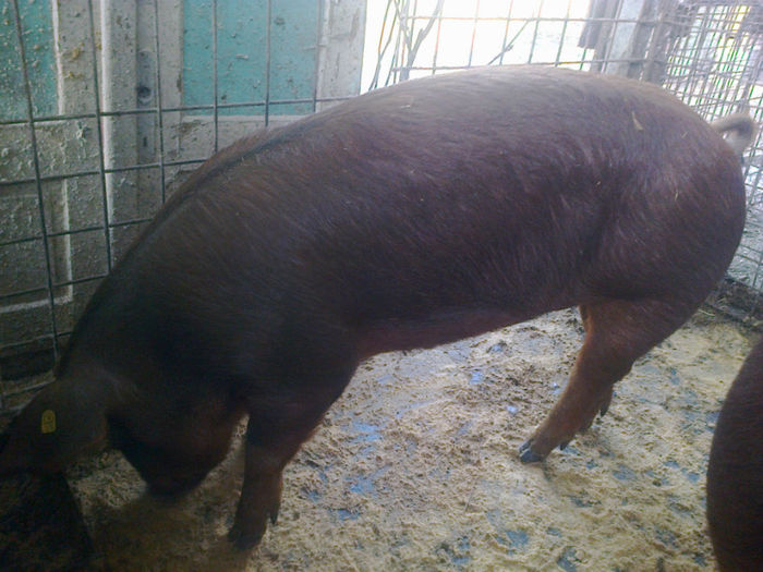 PORCI DUROC