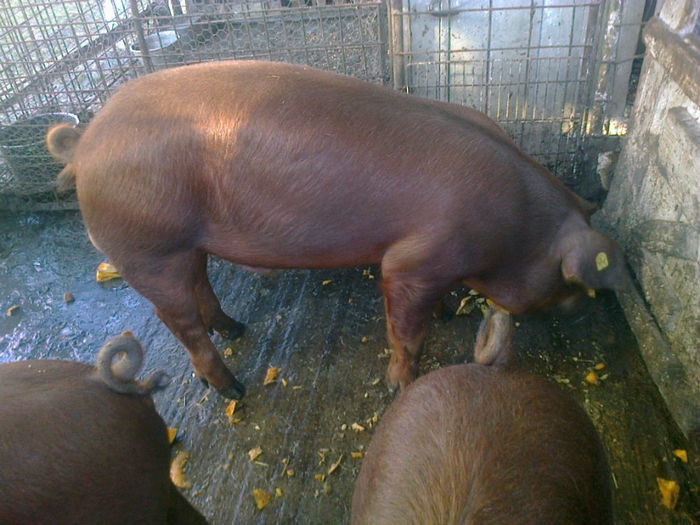 PORCI DUROC