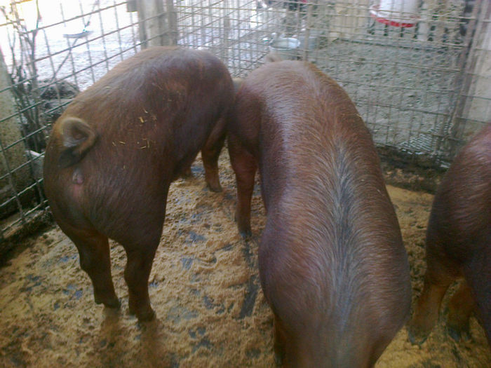 PORCI DUROC