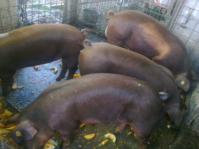  - PORCI DUROK