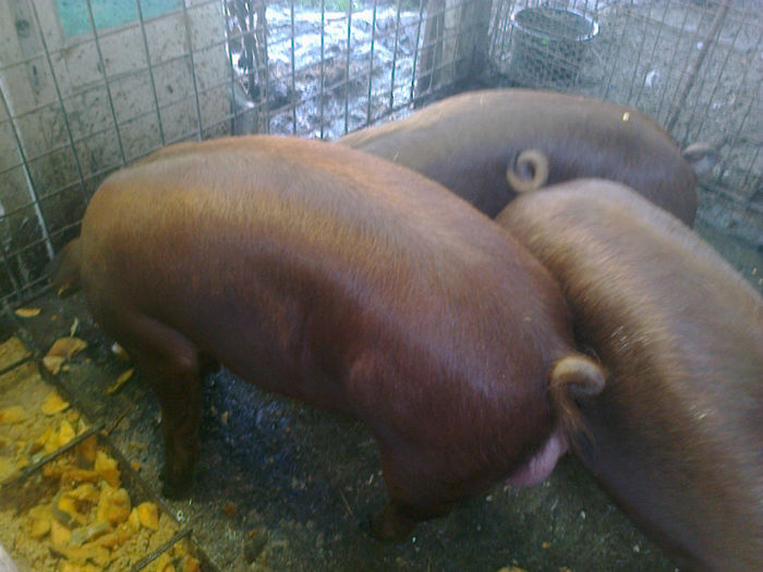  - PORCI DUROK