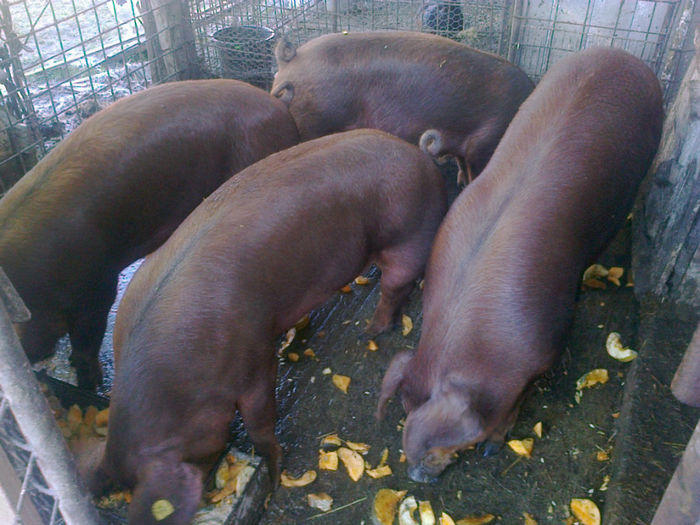 - PORCI DUROK
