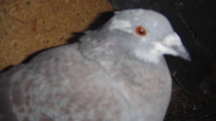 DSC06400
