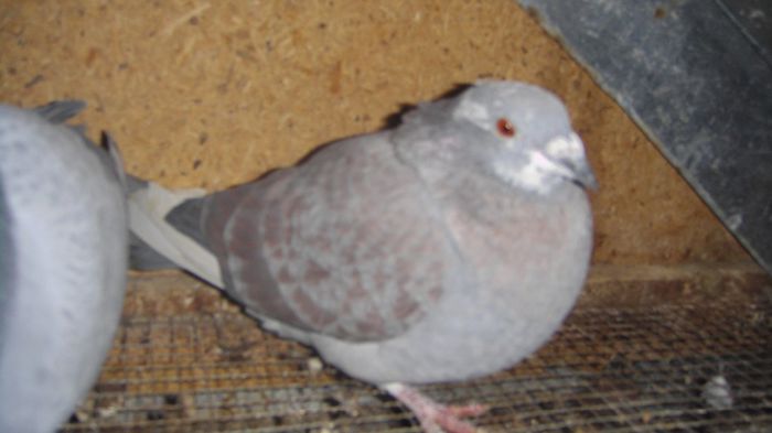 DSC06401