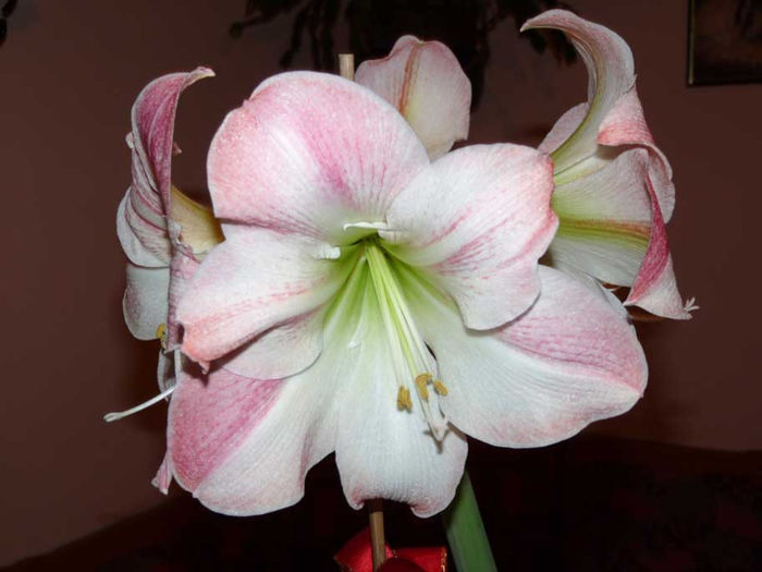 Apple Blossom - Amaryllis