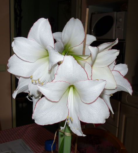 P1030498 - Amaryllis