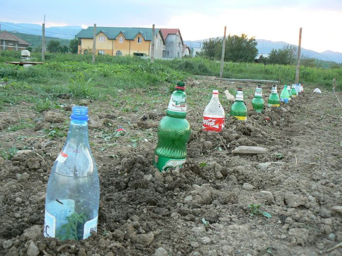 P1110950 - Gradina 2008