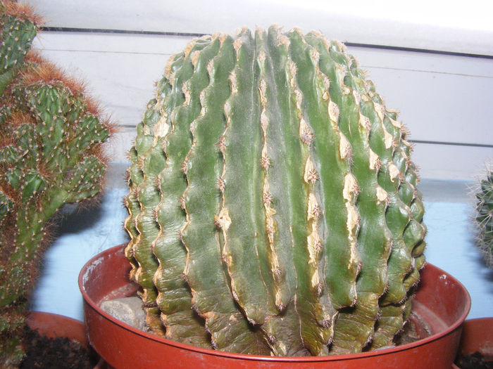 Echinopsis oxygona