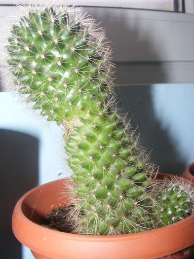 Mammilaria ernestii