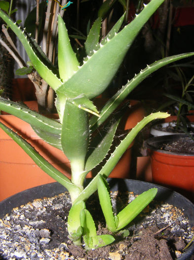 ALOE CILIARIS