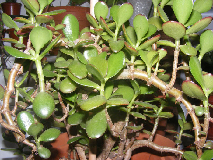 CRASULLA OVATA