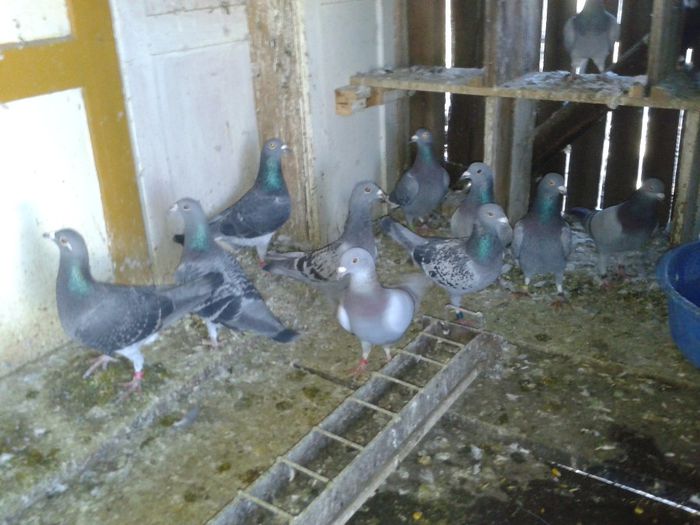 Porumbei Mei (87) - Amintiri