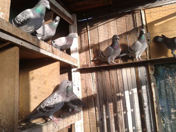 Porumbei Mei (88) - Amintiri