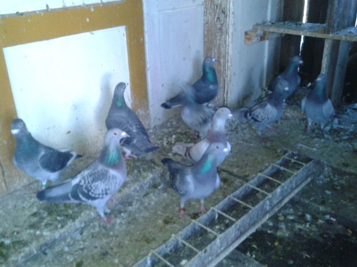 Porumbei Mei (89) - Amintiri