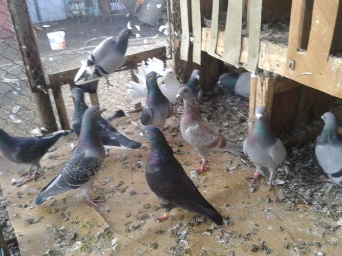 Porumbei Mei (90) - Amintiri