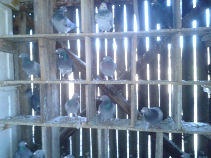 Porumbei Mei (91) - Amintiri