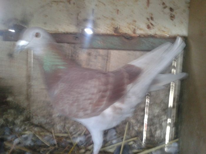 Porumbei Mei (121) - Amintiri