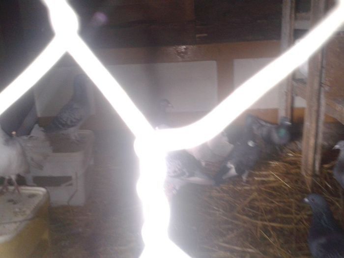 Porumbei Mei (148) - Amintiri