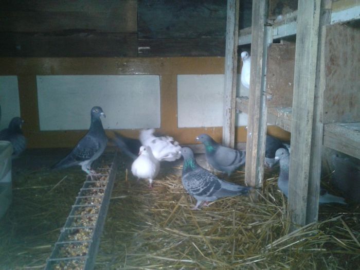 Porumbei Mei (149) - Amintiri