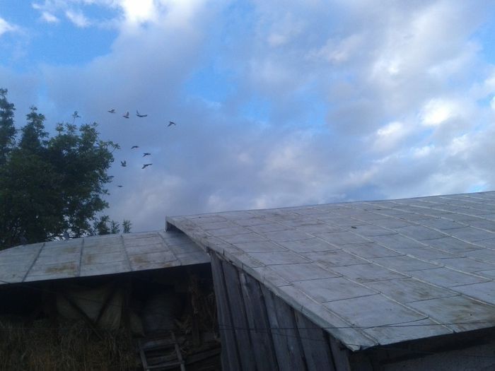 Porumbei Mei (163) - Amintiri