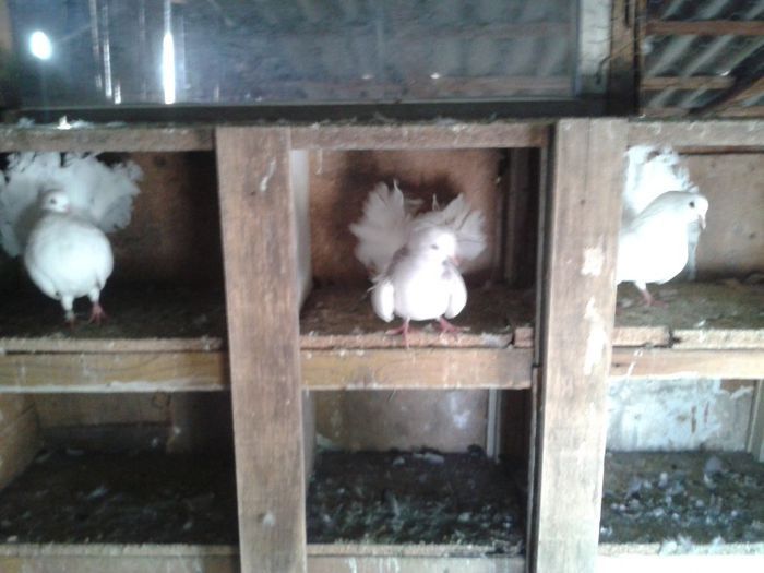 Porumbei Mei (164) - Amintiri