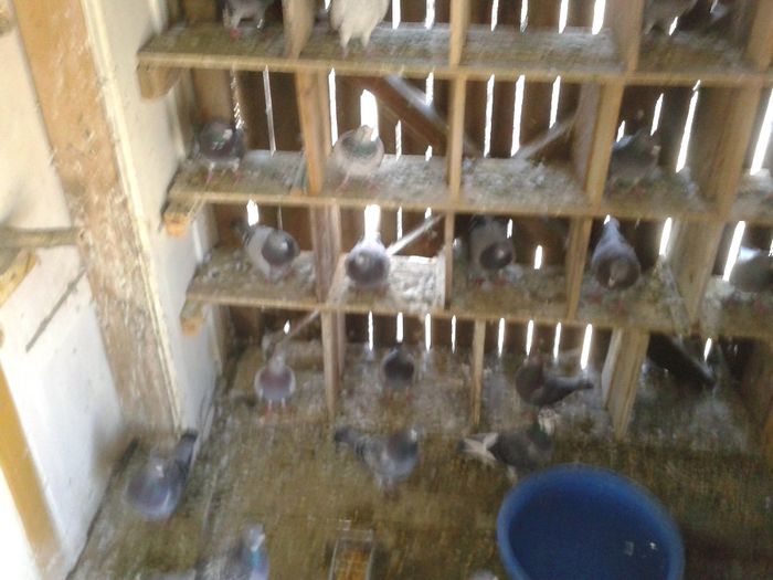 Porumbei Mei (166) - Amintiri