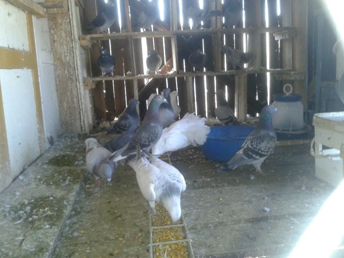 Porumbei Mei (167) - Amintiri