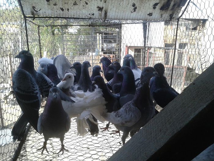 Porumbei Mei (170) - Amintiri