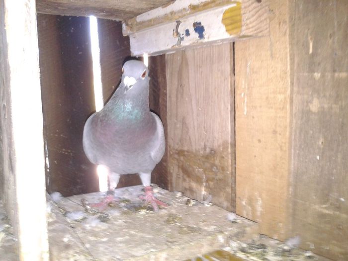 Porumbei Mei (184) - Amintiri