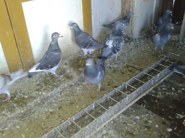 Porumbei Mei (189) - Amintiri