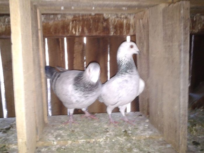 Porumbei Mei (191) - Amintiri