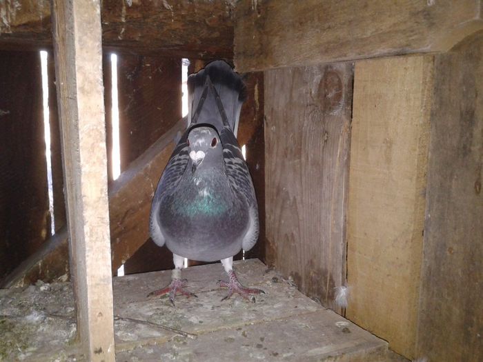 Porumbei Mei (192) - Amintiri