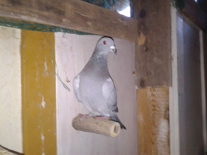 Porumbei Mei (193) - Amintiri